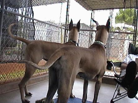 Hawaii Animal Quarantine Station